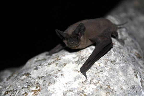 Image for event: Creature Feature:  All About Bats!